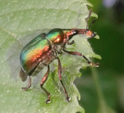 Rhynchitidae : Byctiscus betulae